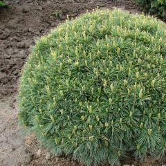 Pinus strobus Minuta