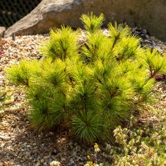 Pinus strobus Radiata