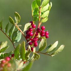 Pistacia lentiscus - Aroeira
