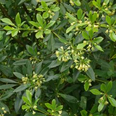 Pitósporo heterophyllum - Pitósporo-de-folhas-variáveis