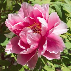 Peónia arbustiva Pink