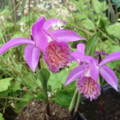 Pleione Tongariro - Orquídea terrestre