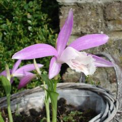 Pleione formosana bolbo