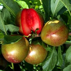 Alperce-ameixa Flavor Supreme - Prunus Pluot®
