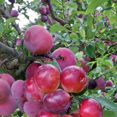 Pluot Pink Candy - Prunus Pluot®