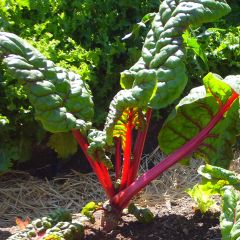 Acelga Rhubarb Chard de Talos Vermelhos