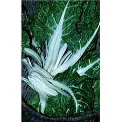 Acelga Verde de Talo Branco - Acelga