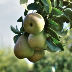 Pereira Beurré Hardy - Pyrus communis
