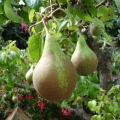 Pereira Conference - Pyrus communis