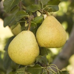 Pereira Delbardélice Georges Delbard - Pyrus communis