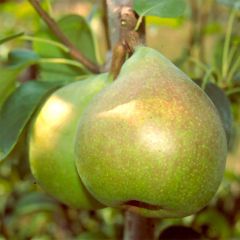 Pereira Doyenné du Comice - Pyrus communis