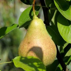 Pereira Williams - Pyrus communis