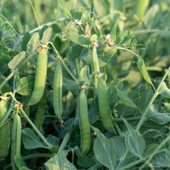 Ervilha Trepadeira Serpette de Malines Verdes (Mechelse Krombek)