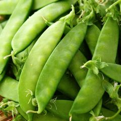 Ervilha anã Norli mangetout - Ferme de Sainte Marthe Bio