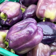 Pimento Purple Bell