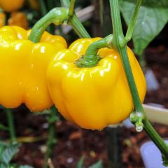 Pimento amarelo Yellow California Wonder