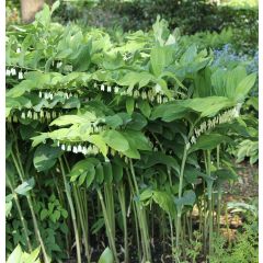 Polygonatum Weihenstephan