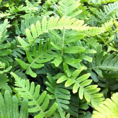 Polypodium vulgare Bifido Multifidum