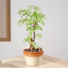 Polyscias filicifolia - Falsa-arália de folhas de feto