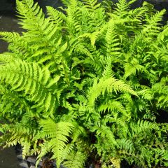 Polystichum setiferum Dahlem
