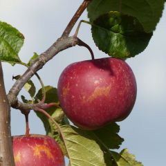 Macieira Choupette - Malus domestica