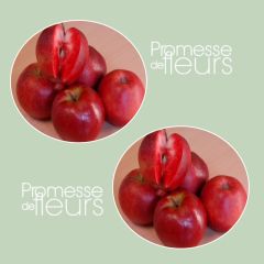 Macieira Maggy - Malus domestica