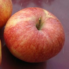 Macieira Rainha das Rainetas - Malus domestica