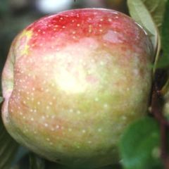 Macieira Belle de Boskoop - Malus domestica