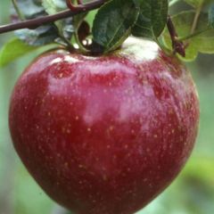 Macieira Royal Gala - Malus domestica