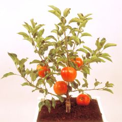 Macieira anã Garden Sun Red - Malus domestica