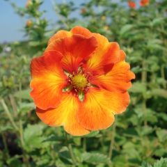Potentilla William Rollison