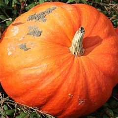 Abóbora de Halloween Jack O'Lantern