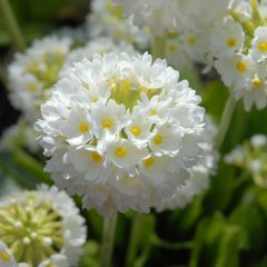 Prímula denticulata Alba