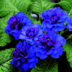 Primavera Belarina Cobalt Blue
