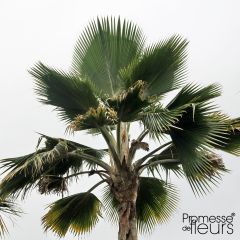 Pritchardia pacifica