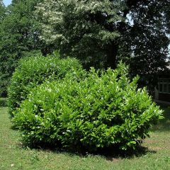 Louro-cereja - Prunus laurocerasus Etna