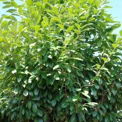 Louro-cereja - Prunus laurocerasus New