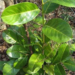 Louro-cereja - Prunus laurocerasus Rotundifolia