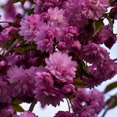 Prunus serrulata Kiku Shidare Zakura