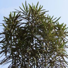 Pseudopanax crassifolius