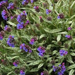 Pulmonária longifolia subsp. cevennensis
