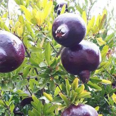 Romãzeira Black Fruit - Punica granatum