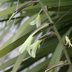Puya mirabilis