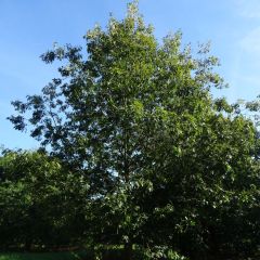 Carvalho-escarlate Splendens - Quercus coccinea