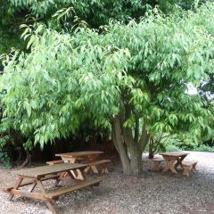 Carvalho - Quercus myrsinifolia