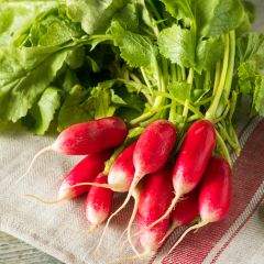Rabanete Flamboyant 5 Vilmorin