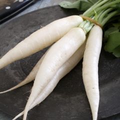 Rabanete Branco Summercross F1
