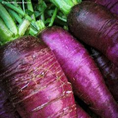 Rabanete roxo Gournay - Ferme de Sainte Marthe Bio
