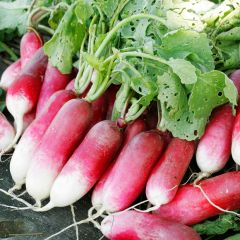 Rabanete de 18 Dias Vilmorin Bio