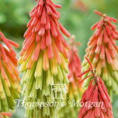 Kniphofia hirsuta Red Hot Poker Traffic Lights em sementes